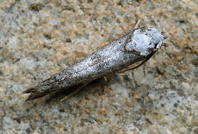 6 Yponomeutidae - Paraswam****mia albicapitella